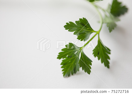 意大利歐芹 意大利歐芹 75272716