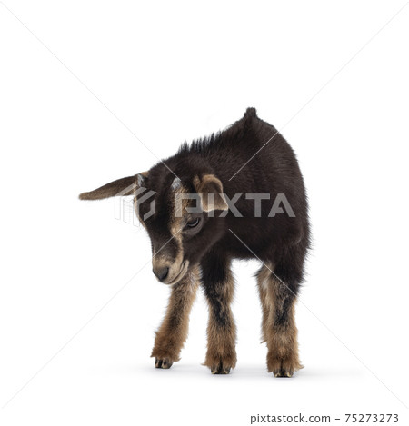 Young goats on white background 75273273