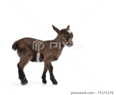 Young goats on white background 75273279