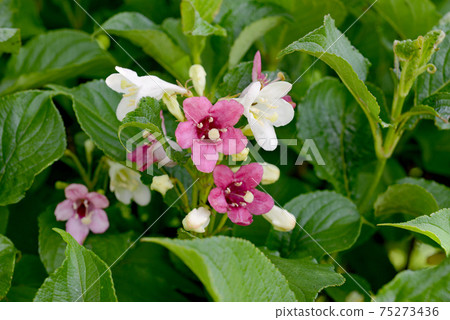 Hakone Saki Hakone Saki 75273436