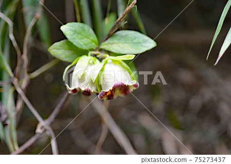 Vine ginseng Vine ginseng 75273437