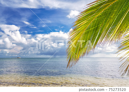 Palm tree leaf over ocean water on tropical beach 75273520