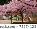 Kawazu cherry blossoms in a park near Higashi-Urawa Station 75274123