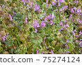 Small flowers 75274124