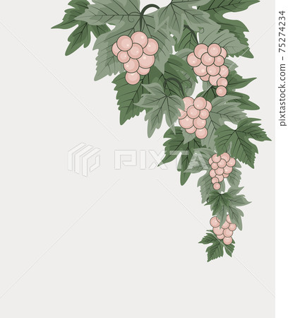 Decorations of red grapes natural background 75274234