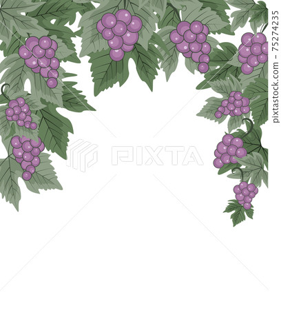 Decorations of red grapes natural background Decorations of red grapes natural background 75274235