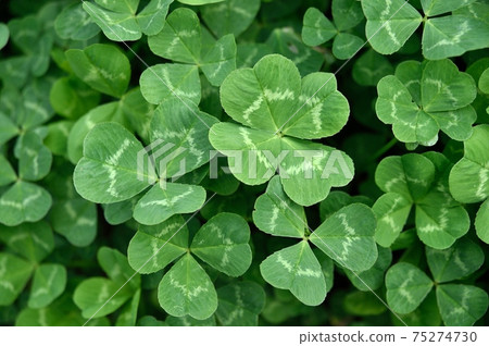  Four leaf clover and ladybird 75274730