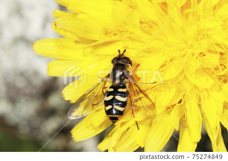 Eupeodes and Dandelion 75274849