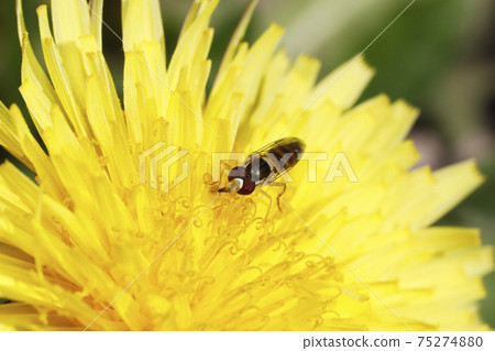 Minamihimehirataab and Dandelion Minamihimehirataab and Dandelion 75274880