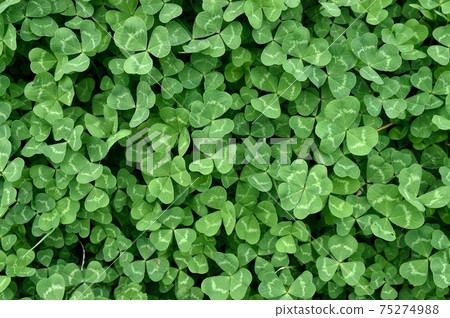 four Leaf Clover  75274988