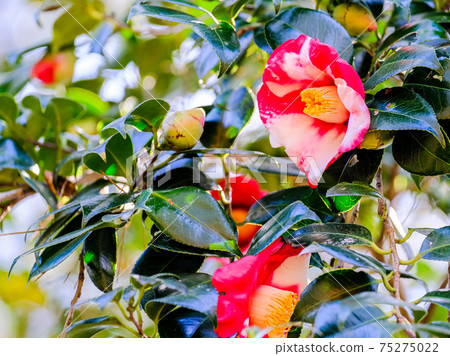Red and white camellia Red and white camellia 75275022