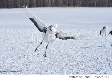 Red-crowned crane flying to the sanctuary (Tsurui, Hokkaido) 75275045