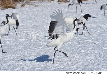 Red-crowned crane running away (Tsurui, Hokkaido) 75275046