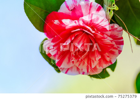 Tsubaki (Kikusaragi) Tsubaki (Kikusaragi) 75275379