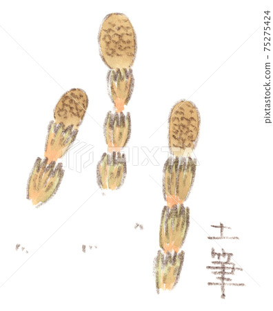 春季新聞：Tsukushi的水彩插圖 75275424