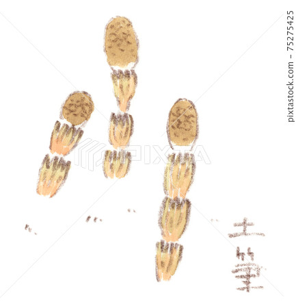 News from spring: Watercolor illustration of Tsukushi 75275425