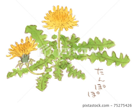 春季信：蒲公英的水彩插圖 75275426