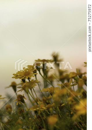 The yellow flowers of Dargberg Daisy are in bloom. 75275972