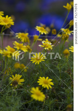 The yellow flowers of Dargberg Daisy are in bloom. The yellow flowers of Dargberg Daisy are in bloom. 75275978