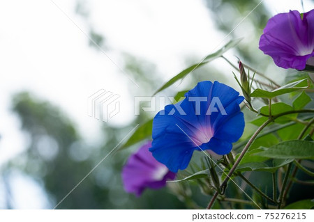 在森林背景中拍攝藍色牽牛花 在森林背景中拍攝藍色牽牛花 75276215