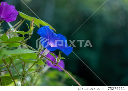 在森林背景中拍攝藍色牽牛花 在森林背景中拍攝藍色牽牛花 75276231