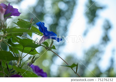 在森林背景中拍攝藍色牽牛花 在森林背景中拍攝藍色牽牛花 75276232
