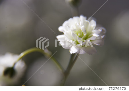It is a close-up photograph of a white gypsophila flower. 75276270