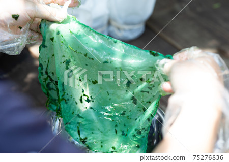 Dye handkerchiefs from indigo leaves 75276836
