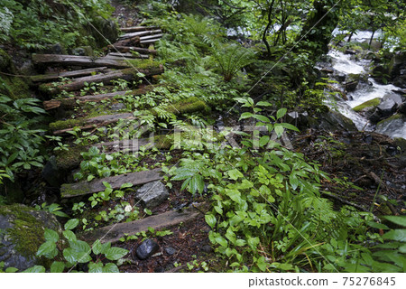 北阿爾卑斯山(長野縣)的Shimatani山徑 北阿爾卑斯山(長野縣)的Shimatani山徑 75276845