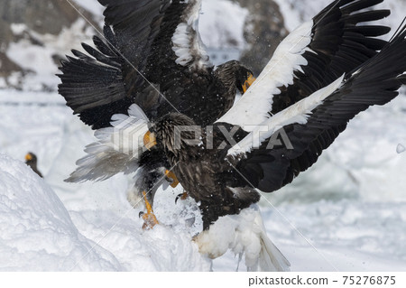 Two Steller's Sea Eagles fighting (Hokkaido) 75276875