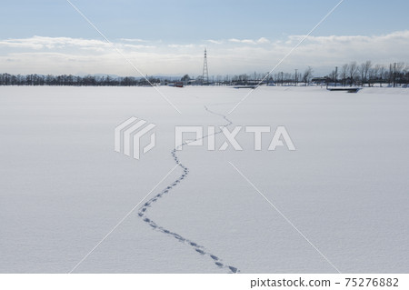 在雪原上的足跡（北海道） 75276882
