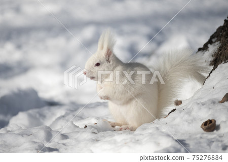 Albino white squirrel 75276884