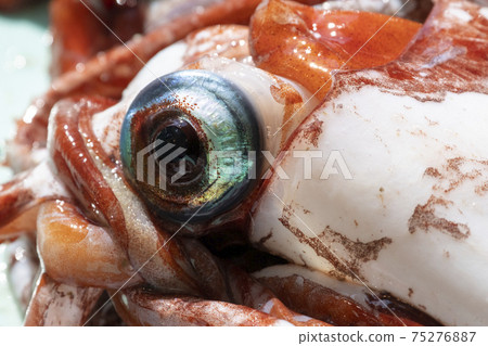 魷魚的核心 魷魚的核心 75276887