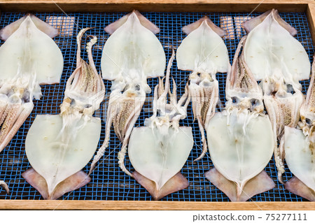 Sun-dried landscape of squid opening Sun-dried landscape of squid opening 75277111