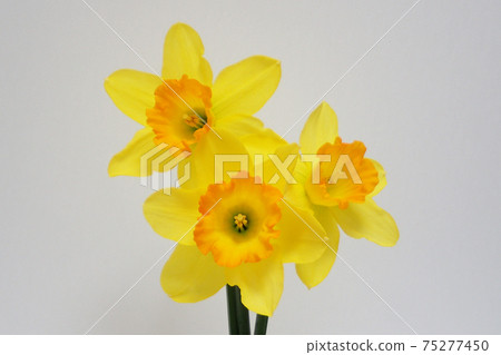 Yellow trumpet daffodil 75277450