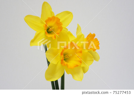 Yellow trumpet daffodil 75277453