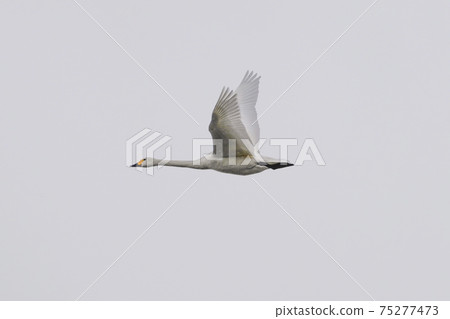 Flying swans (over the Akashina Mitakada Yusui Pond where Koyuki dances) Flying swans (over the Akashina Mitakada Yusui Pond where Koyuki dances) 75277473