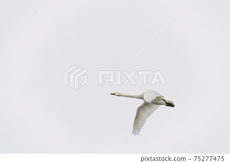 Flying swans (over the Akashina Mitakada Yusui Pond where Koyuki dances) Flying swans (over the Akashina Mitakada Yusui Pond where Koyuki dances) 75277475