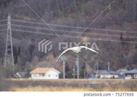 Flight of swans (near Akashina Mitakada Yusuiike where Koyuki dances) Flight of swans (near Akashina Mitakada Yusuiike where Koyuki dances) 75277698