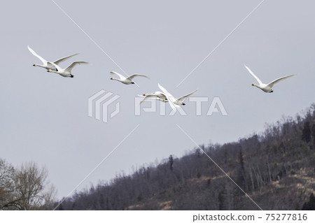 Flying swans (over the Akashina Mitakada Yusui Pond where Koyuki dances) Flying swans (over the Akashina Mitakada Yusui Pond where Koyuki dances) 75277816