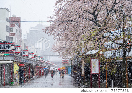 Spring snow falling on Sensoji Temple in Asakusa, Tokyo Spring snow falling on Sensoji Temple in Asakusa, Tokyo 75277818