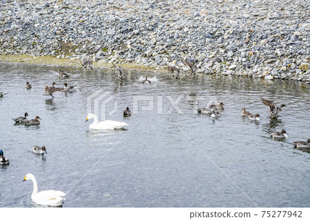 The ducks that land on the water (Akashina Mitakada Yusui Pond where Koyuki dances) 75277942