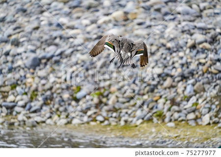 Duck in a water landing position 75277977