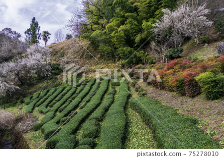 Plum blossom tea plantation and southern sky Plum blossom tea plantation and southern sky 75278010