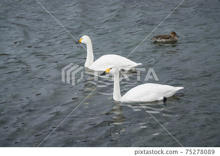 Good friend swan (Akashina Mitakada Yusuiike where Koyuki dances) 75278089