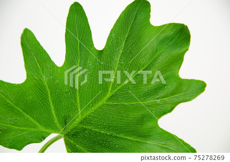 Water droplets on the leaves of Serome Water droplets on the leaves of Serome 75278269