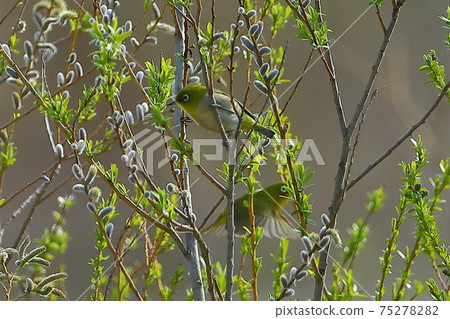White-eye on the Oppe River, Kawajima Town, Hiki District, Saitama Prefecture White-eye on the Oppe River, Kawajima Town, Hiki District, Saitama Prefecture 75278282