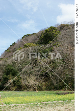 Tottori four seasons walk spring Qingdao 75278664