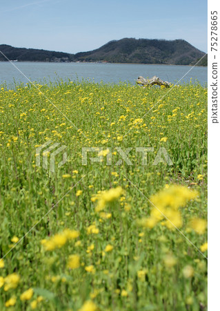 Tottori four seasons walk spring Qingdao 75278665