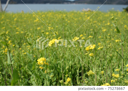 Tottori four seasons walk spring Qingdao 75278667